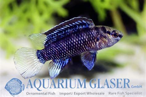 bdais|Badis badis, Badis : aquarium .